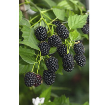 FLORASELF BIO Braambes Rubus fruticosus 'Loch Ness' potmaat 2 liter H 40 cm