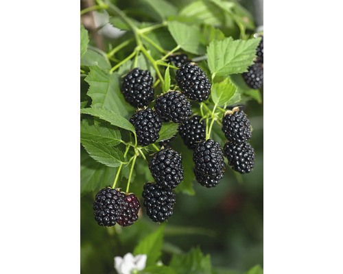 FLORASELF BIO Braambes Rubus fruticosus 'Loch Ness' potmaat 2 liter H 40 cm Bramen aan de struik met groene bladeren
