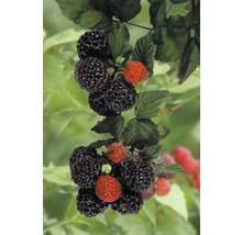 FLORASELF BIO Frambozenstuik Rubus idaeus 'Black Jewel' potmaat 2 liter H 40 cm