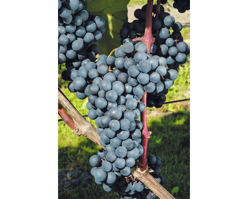 Druiven aan de wijnstok