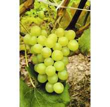 Tros met groene druiven aan de wijnstok