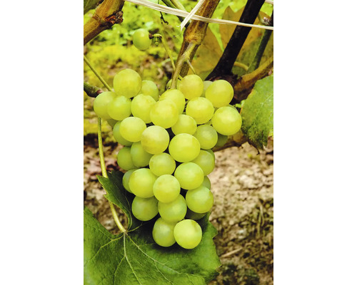 FLORASELF BIO Druif Vitis vinifera 'Phoenix' potmaat 7,5 liter H 80-100 cm Tros met groene druiven aan de wijnstok