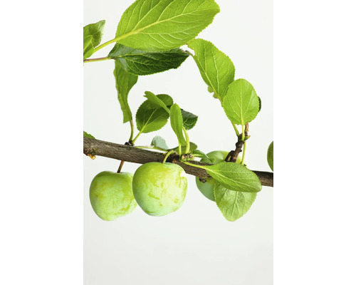FLORASELF BIO Pruimenboom Prunus domestica Mirabelle von Metz potmaat 7,5 liter H 150-180 cm