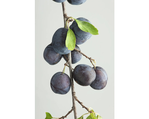 FLORASELF BIO Pruimenboom Prunus domestica subsp. Insititia potmaat 7,5 liter H 150-180 cm