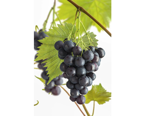 FLORASELF BIO Druif Vitis vinifera 'Muscat Bleu' potmaat 3 liter H 50-70 cm Druif met bladeren