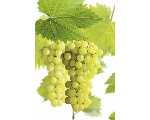 FLORASELF BIO Druif Vitis vinifera 'Polo Muscat' potmaat 3 liter H 50-70 cm Druiven met bladeren