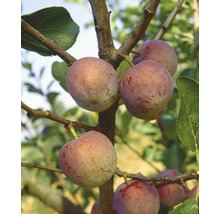 Pruimenboom met rijpe vruchten aan de takken