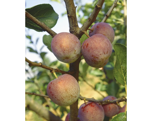 FLORASELF BIO Pruimenboom Prunus domestica 'Königin Viktoria' potmaat 7,5 liter H 150-180 cm