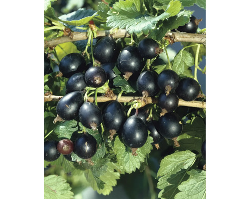 FLORASELF BIO Zwarte bes Ribes x nidigrolaria potmaat 5 liter H 80-100 cm Zwarte bessen aan de struik