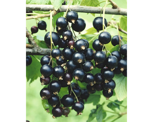FLORASELF BIO Aalbes Ribes rubrum 'Rosenthals' potmaat 5 liter H 80-100 cm Zwarte bessen aan de struik