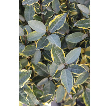 Close-up van een olijfwilg met bladeren