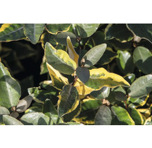 Detailopname van een olijfwilg met bladeren