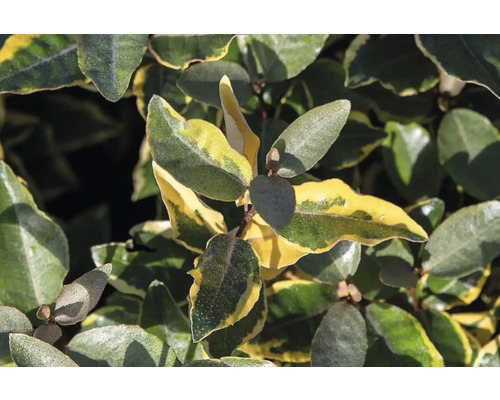 Detailopname van een olijfwilg met bladeren