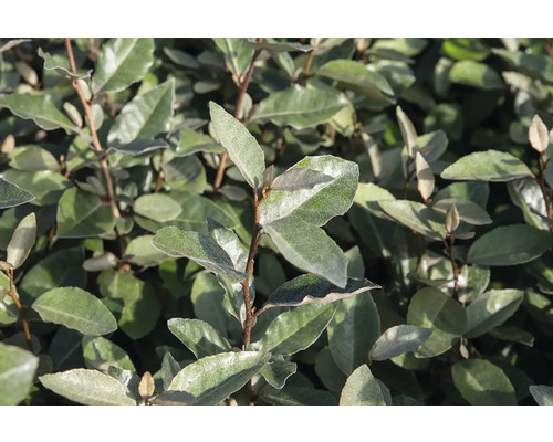 Groenblijvende olijfwilgboom met bladeren