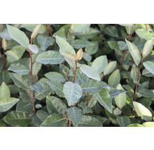 Close-up van een olijfwilgplant met bladeren