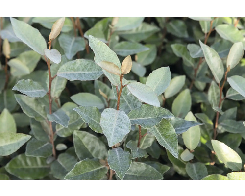 Close-up van een olijfwilgplant met bladeren