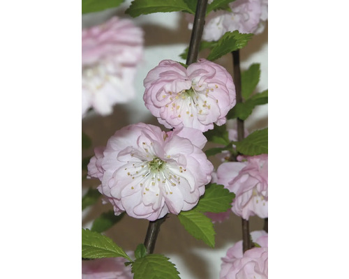 Tak met gevulde dwergamandelbloesems