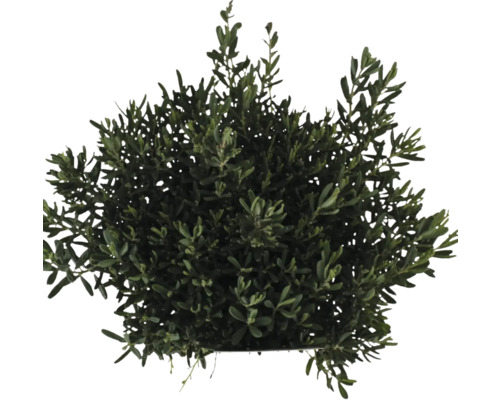 Struik met groene bladeren