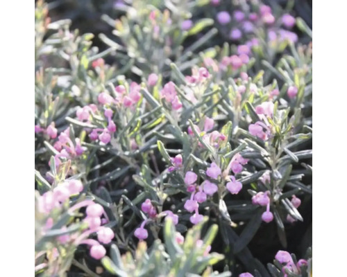 Detailopname van een Andespolsterplant met roze bloemen