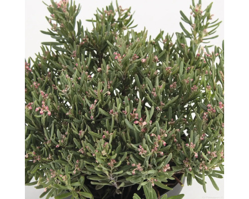 Andromedaplant met groene bladeren en delicate bloemen