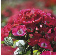 FLORASELF Struikroos Rosa Rosy Boom Mini potmaat 6,5 liter H 10-30 cm