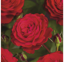 Close-up van een rode roos