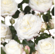 Close-up van witte rozenbloemen.