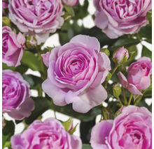 Close-up van paarse rozenbloemen