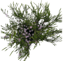 Bovenaanzicht van een sierplant met kleine bloemen en groene bladeren.