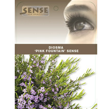 Diosma Pink Fountain plant