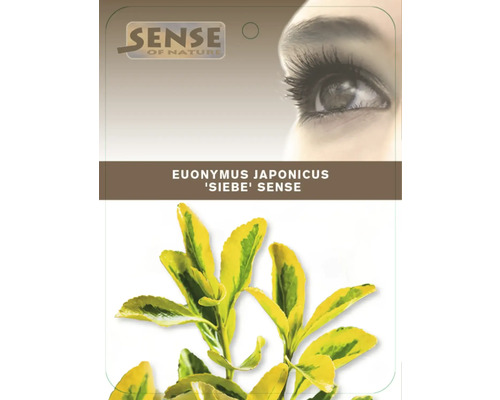 Verpakking Japanse kardinaalsmuts Sibe Sense