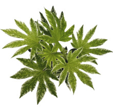 Aralia kamerplant met grote bladeren