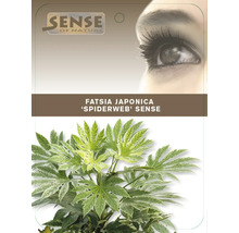 Fatsia Japonica kamerplant