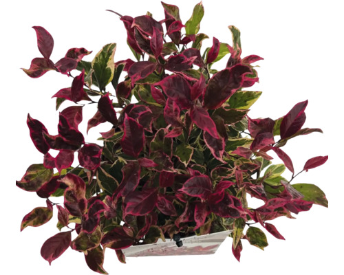 Pot met kamerplant met veelkleurige bladeren