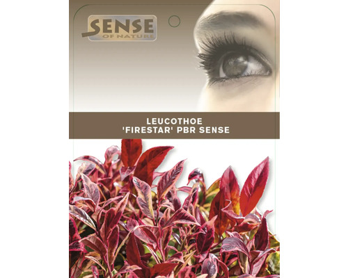 Leucothoe Firestar sierstruik in pot