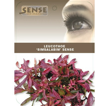 Leucothoe ''Simsalabim'' Sense plant