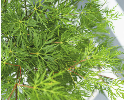 FLORASELF Japanse Esdoorn Acer palmatum dissectum potmaat 6,5 liter H 100 cm Close-up van een Japanse esdoorn met filigraan bladeren