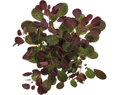 Pruikenboom met groene en rode bladeren van bovenaf