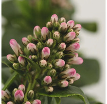 Close-up van een Japanse lavendelheide met roze bloemknoppen