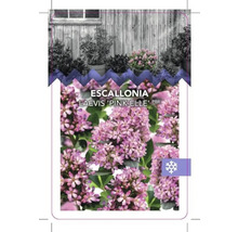 Escallonia Laevis ''Pink Elle'' plantenetiket