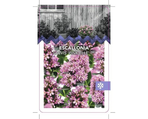 Escallonia Laevis ''Pink Elle'' plantenetiket