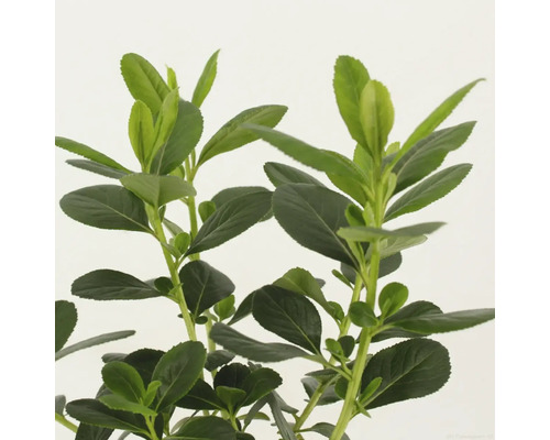 Groenblijvende struik met ovale bladeren voor de tuin