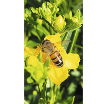 Bijen verzamelen nectar op een gele bloem
