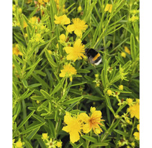 Sint-Janskruid met een hommel