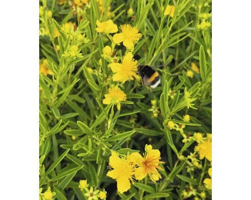 Sint-Janskruid met een hommel