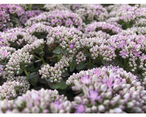 Close-up van hemelsleutel met bloeiwijzen