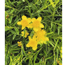 Close-up van gele sint-janskruidbloemen met groene bladeren