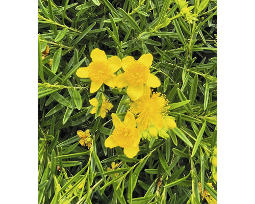 Close-up van gele sint-janskruidbloemen met groene bladeren