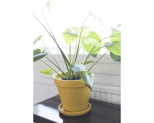 Kamerplant in pot