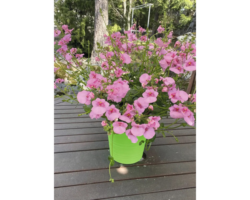 Nemesia plant in pot